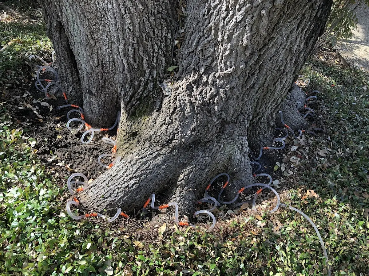 Detailed Tree Cabling and Bracing job site in Wakeman